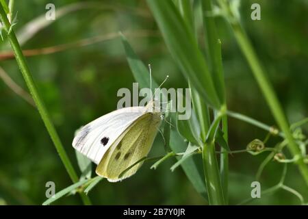 Kohl-Weißschmetterling (Pieris brassicae) thront auf einer Pflanze in der Sonne Stockfoto