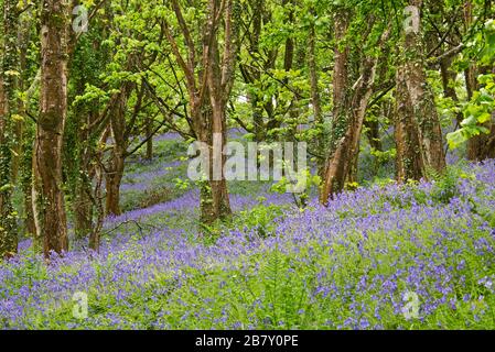 Prächtige Darstellung von Blausegeln in voller Blüte im Wald auf Eype in der Nähe von Higher Eype in Dorset England, Großbritannien Stockfoto