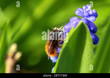 Ein Makroporträt einer Honigbiene auf einem blauen Traubenhyazinthe, das Pollen sammelt, um daraus Honig zu machen. Das Insekt sitzt auf der Blume inmitten eines Stockfoto