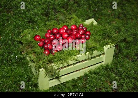 Das Bild zeigt frische Preiselbeeren im Moos Stockfoto