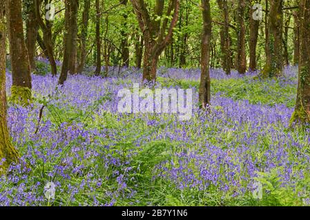 Prächtige Darstellung von Blausegeln in voller Blüte im Wald auf Eype in der Nähe von Higher Eype in Dorset England, Großbritannien Stockfoto