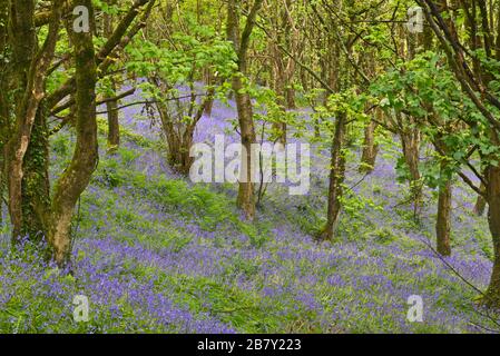 Prächtige Darstellung von Blausegeln in voller Blüte im Wald auf Eype in der Nähe von Higher Eype in Dorset England, Großbritannien Stockfoto