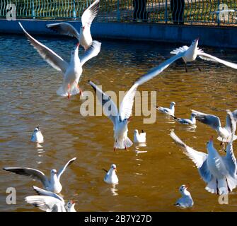 Im Teich schwimmende Möwen. Möwen fliegen über Wasser Stockfoto