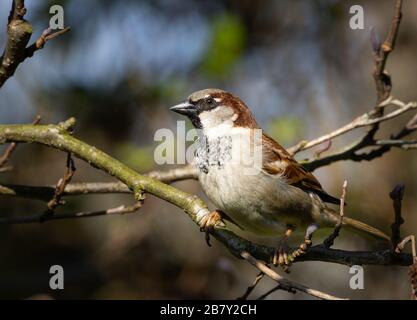 Porträt eines männlichen Sparrens, der auf einem Baumzweig sitzt und nach Nahrung sucht. Nahaufnahme. Stockfoto