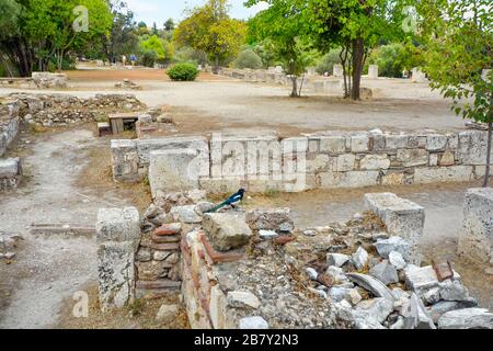 Ein eurasischer Magpie oder gewöhnlicher Magpie (Pica pica) befindet sich unter den antiken Ruinen der Agora unter dem Akropolishügel in Athen, Griechenland. Stockfoto