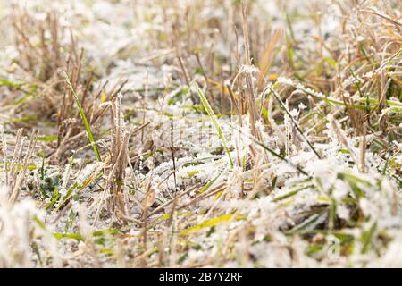 Der Frost auf dem Gras im späten Herbst bei Tageslicht. Stockfoto