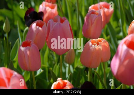 Tulpen in einem Blumenbeet im Frühling, Nahaufnahme Stockfoto