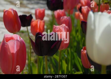 Tulpen in einem Blumenbeet im Frühling, Nahaufnahme Stockfoto