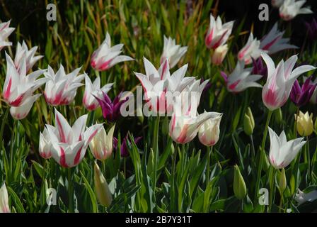 Tulpen in einem Blumenbeet im Frühling, Nahaufnahme Stockfoto