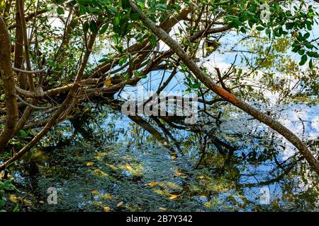 Dichte tropische Mangrovenvegetation über Wasser in einem Gebiet mit konservierter Umgebung in Brasilien Stockfoto