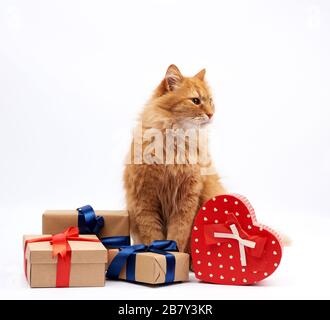 Lustige Erwachsene Ingwerkatze, die inmitten von Kisten sitzt, die in braunem Papier gewickelt und mit Seidenband, Geschenken und einem Tier auf weißem Hintergrund, Bir, gefesselt sind Stockfoto