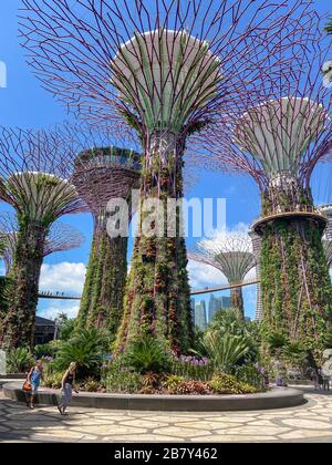 Supertree Grove und Skyway, Gärten an der Bucht, Marina Bay, Singapore Island (Pulau Ujong), Singapur Stockfoto