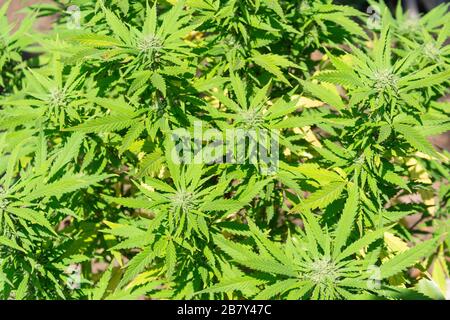 Cannabis-(Marihuana-)Pflanze wächst in Durban, Kwa Zulu-Natal, Südafrika Stockfoto