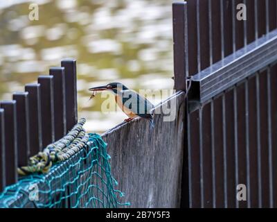 Alcedo, ein verbreiteter eurasischer Königsfischer, liegt an einem Zaun mit einem kürzlichen Fang in der Nähe des Teichs von Kanuma Park, Fuchinobe, Sagamihara, J Stockfoto