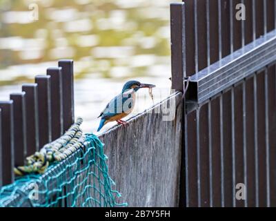 Alcedo, ein verbreiteter eurasischer Königsfischer, liegt an einem Zaun mit einem kürzlichen Fang in der Nähe des Teichs von Kanuma Park, Fuchinobe, Sagamihara, J Stockfoto