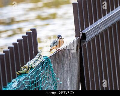 Alcedo, ein verbreiteter eurasischer Königsfischer, liegt an einem Zaun mit einem kürzlichen Fang in der Nähe des Teichs von Kanuma Park, Fuchinobe, Sagamihara, J Stockfoto