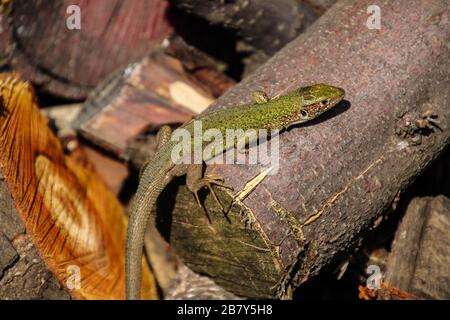 Colorul Echse wärmt auf dem Holzzweig niedlich schöne Tier Nah-Schönheit der Natur Echse Tapete Stockfoto