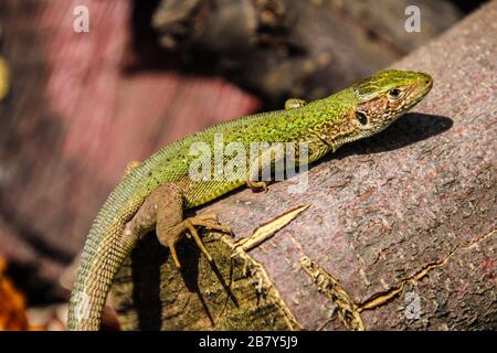 Colorul Echse wärmt auf dem Holzzweig niedlich schöne Tier Nah-Schönheit der Natur Echse Tapete Stockfoto