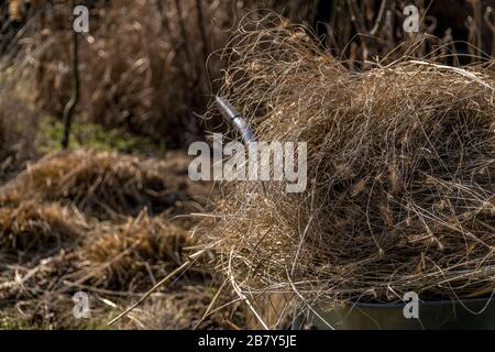 Ziergräser im frühen Frühjahr zurückschneiden. Stockfoto