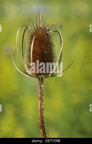 Teasel. Tot und trocken. Huffman Prairie, Dayton, Ohio, USA. Stockfoto