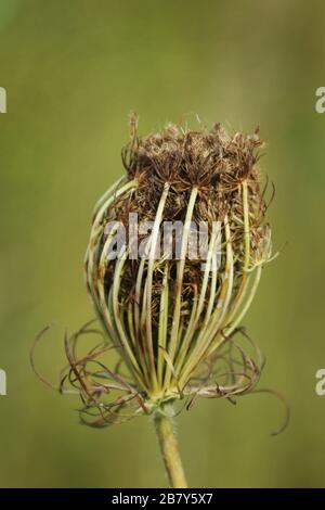 Königin Anne's Spitze Knospe. Wilde Karotte. Huffman Prairie, Dayton, Ohio, USA. Stockfoto