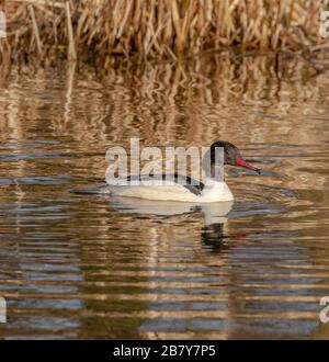 Ein einzelner männlicher Gänsesander (Mergus Merganser) UK Stockfoto