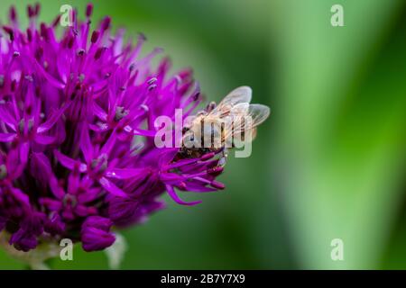 Nahaufnahme einer Karderbiene, bombus pascuorum, die Nektar auf einer violetten Alliumblüte sammelt Stockfoto