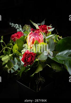 Schöner Bukett mit roter Rose und riesigem protea, auf schwarzem Hintergrund, vertikales Foto. Nützlich für Grußkarten, instagram und Print-Design Stockfoto