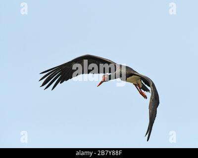 Schwarzstorch (Ciconia nigra) fliegen Stockfoto