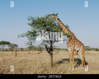 Weiter Blick auf eine Giraffe, die sich auf Akazienblättern im serengeti-nationalpark ernährt Stockfoto