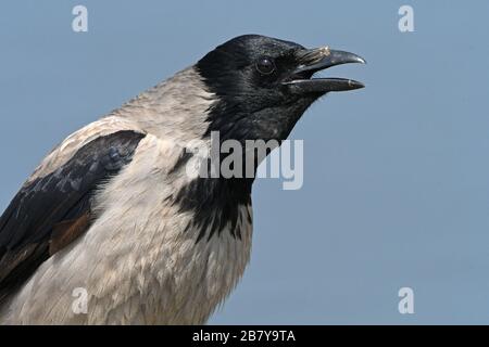 Porträt mit Kapuze (Corvus Cornix) Stockfoto