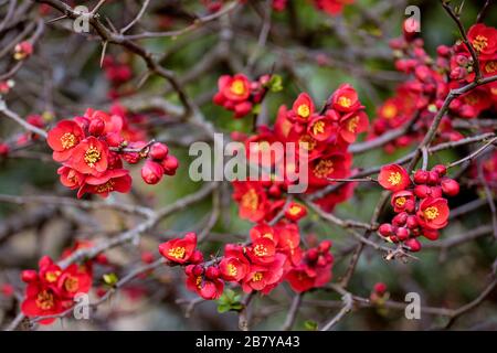 Chaenomeles rote Blumen in Blüte, japanische Quince blüht im Garten. Frühlingszeit. Roter blühender Hintergrund. Stockfoto