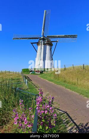 Die weiße runde Mühle mit dem Namen "Buiten Verwachting - jenseits der Erwartungen" (1874) in Nieuw- en Sint Joosland (Zeeland), Niederlande Stockfoto