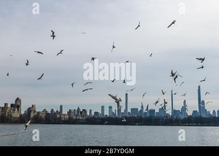 New York, USA, 18. März 2020. Möwen fliegen über den Central Park Reservoir in der Stadt New York. Kredit: Enrique Shore/Alamy Stock Photo Stockfoto