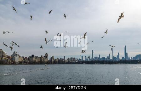 New York, USA, 18. März 2020. Möwen fliegen über den Central Park Reservoir in der Stadt New York. Kredit: Enrique Shore/Alamy Stock Photo Stockfoto