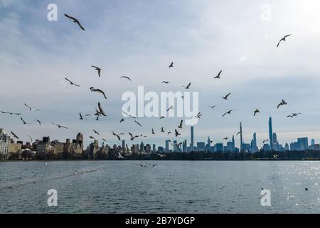 New York, USA, 18. März 2020. Möwen fliegen über den Central Park Reservoir in der Stadt New York. Kredit: Enrique Shore/Alamy Stock Photo Stockfoto