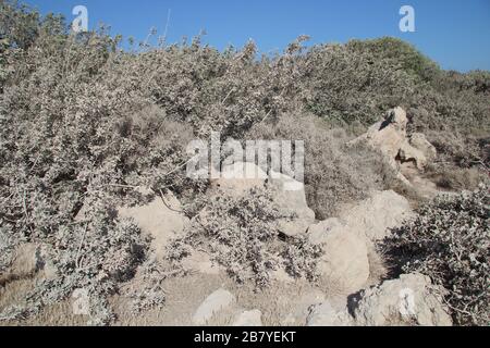Wildnis auf dem Berg mit kleinen Bäumen und Felsen unter Der blaue Himmel auf Kreta Stockfoto