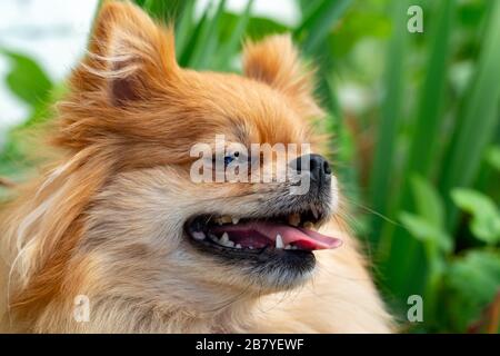 Lächelnder pomeranischer Hund Nahaufnahme Porträt Stockfoto