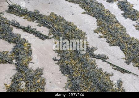 Seetang an Seilen im Hafen von Minehead bei Ebbe, Somerset, Großbritannien Stockfoto