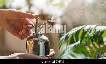 Nahaufnahme der Frau Blumenhändler sprüht Hausanlage durch alte Stahl-Wasserspritze im Gartenhaus/Gewächshaus, kümmert sich um Pflanzen, Tageslicht.Gartenarbeit Stockfoto