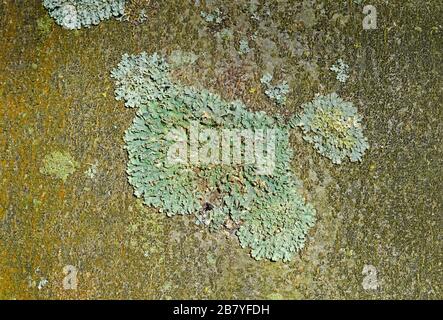 Greenshield lichen, Flavoparmelia camerata, an einem Baumstamm in Clifton, Bristol, Großbritannien Stockfoto