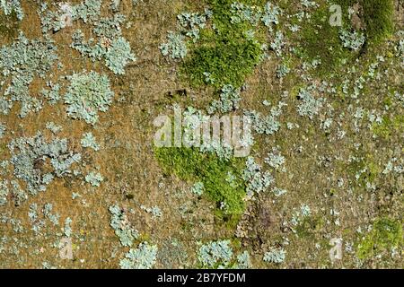 Moss und Grünschildlichtern, Flavoparmelia Caperata, an einem Baumstamm in Clifton, Bristol, Großbritannien Stockfoto