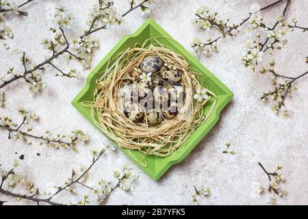 Wachteleier in Holzkorb und aufblühende Äste auf hellstrukturiertem Hintergrund. Hintergrund der Osterfeiertage. Draufsicht mit Kopierbereich. Stockfoto