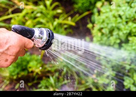 Ein Mann seinen Garten bewässert mit einem Druckschlauch sprühen Wasser auf die Pflanzen. Stockfoto