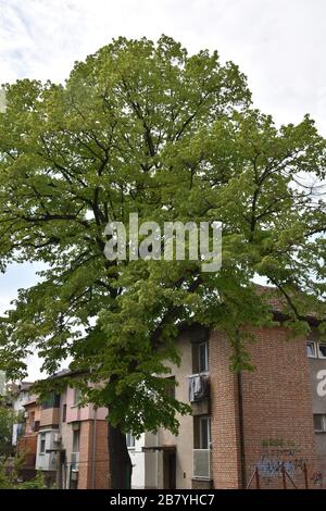 Neben den Wohnhäusern wächst ein riesiger Baum Stockfoto