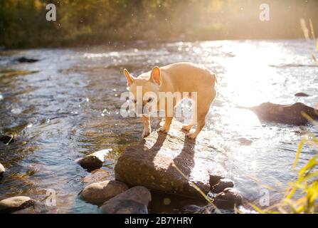 Französische Bulldogge auf Felsen im Fluss Stockfoto