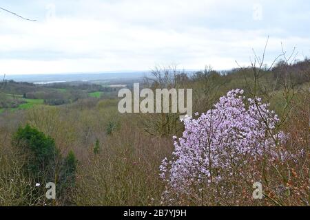 Eine schöne magnolie bricht Mitte März in Scord Wood unter bleichen grünen Bäumen in eine Blume aus. Foto von Emmetts Garden mit Blick auf Kent Weald Stockfoto