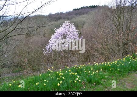 Eine schöne magnolie bricht Mitte März in Scord Wood unter bleichen grünen Bäumen in eine Blume aus. Foto von Emmetts Garden mit Blick auf Kent Weald Stockfoto