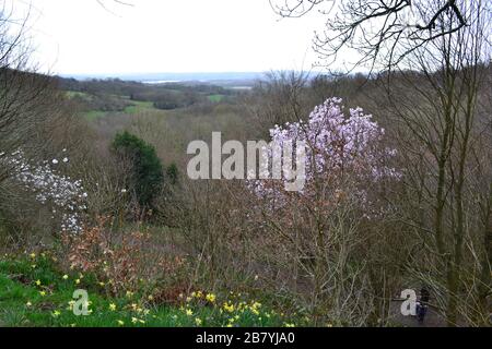 Eine schöne magnolie bricht Mitte März in Scord Wood unter bleichen grünen Bäumen in eine Blume aus. Foto von Emmetts Garden mit Blick auf Kent Weald Stockfoto