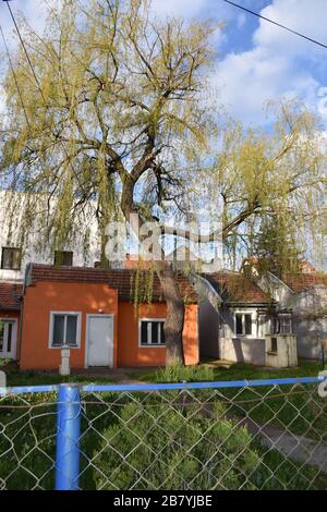 Im Hof eines niedrigen Orangenhauses mit blauem Zaun befindet sich ein riesiger Weidenbaum Stockfoto